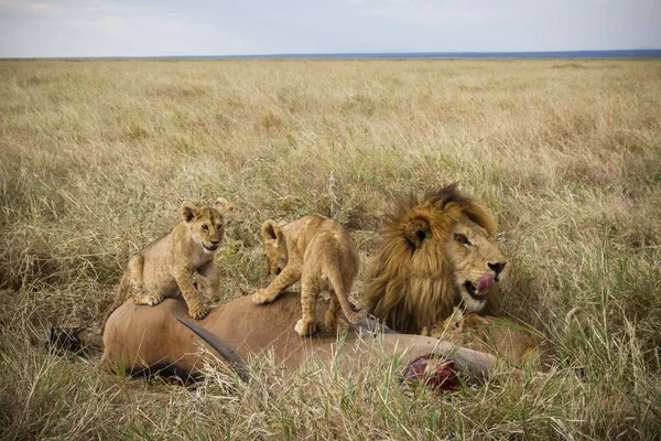Puissant Lion Observant Les Lionnes Qui Sont Prêtes Pour Chasse — Photo