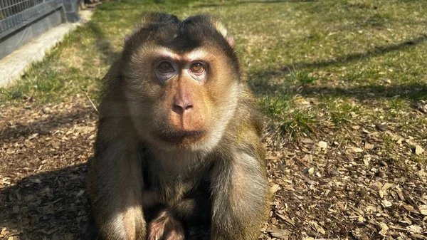 Closeup Adorable Monkey Portrait Sitting Garden — Stock Photo, Image
