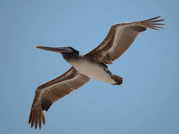 Brązowy Pelikan Leci Pogodny Dzień — Zdjęcie stockowe