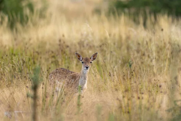 Closeup Young European Fallow Deer Dry Grass Field — Stock Photo, Image