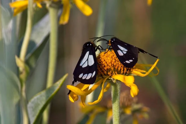 Närbild Svartvita Gnophaela Vermiculata Fjärilar Gul Blomma — Stockfoto
