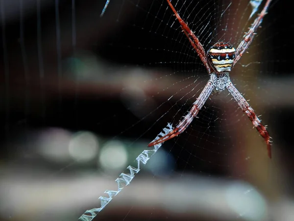 Zbliżenie Argiope Aetherea Duży Orb Web Pająk Rodzinie Araneidae — Zdjęcie stockowe