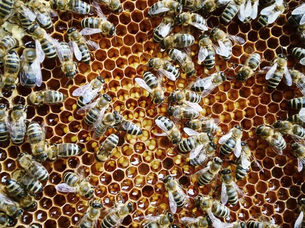 Крупним Планом Медоносних Бджіл Медонос Відкритому Повітрі Під Час Денного — стокове фото