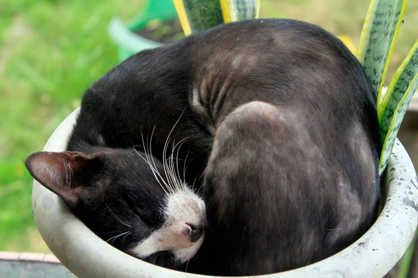 Primo Piano Gatto Bianco Nero Che Dorme — Foto Stock