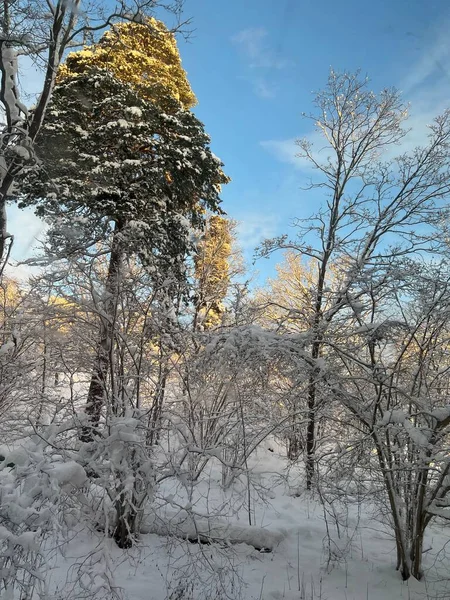 Μια Κάθετη Λήψη Των Χιονισμένων Δέντρων Στο Δάσος Μια Χρυσή — Φωτογραφία Αρχείου