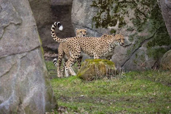 Northeast African Cheetahs Acinonyx Jubatus Soemmeringii High Rocks Background — Foto de Stock