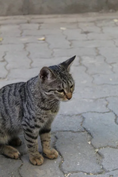 通りに立って何かを見ているかわいいタビー猫の垂直ショット — ストック写真