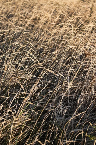 Pionowe Ujęcie Suchej Trawy Suchym Polu Chłodne Dla Tekstury — Zdjęcie stockowe