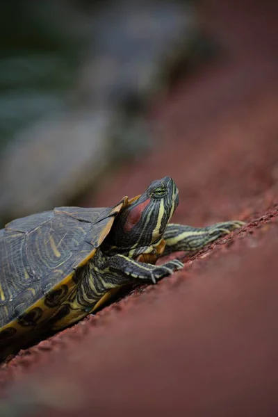 Vertical Closeup Shot Red Eared Slider Terrapin Blurry Background — Stock Photo, Image