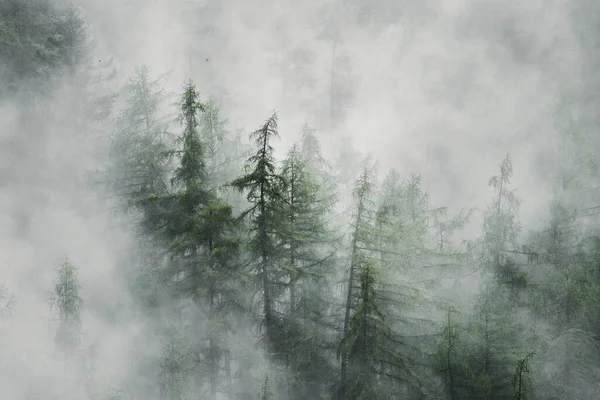 在雾蒙蒙的天气里 森林里的松树非常适合做背景和墙纸 — 图库照片