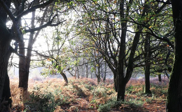 Денний Вид Квітучий Парк Саттон Бірмінгемі Велика Британія Сонячним Світлом — стокове фото