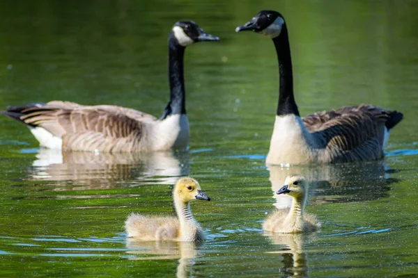 Close Shot Geese Nestlings Pond — Stock Photo, Image