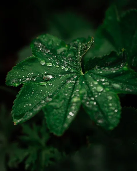 Macro Colpo Verticale Gocce Pioggia Una Foglia Verde — Foto Stock