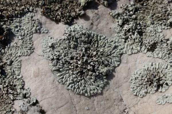 Closeup Grayish Lichens Rock Surface — Stock Photo, Image