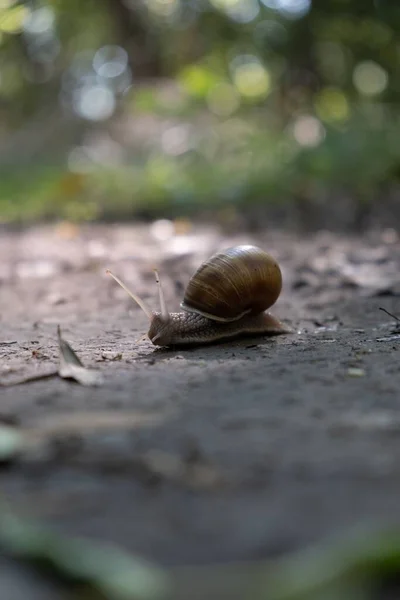 一只蜗牛在地面上的垂直镜头 背景为Bokeh — 图库照片