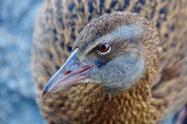 Bulanık Arka Plana Karşı Uçamayan Weka Kuşunun Yakın Çekimi — Stok fotoğraf