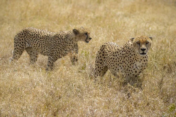 Guépard Dans Les Plaines Parc National Serengeti — Photo