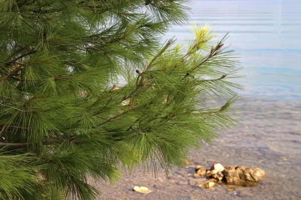 アドリア海沿岸を背景にした緑の松 — ストック写真