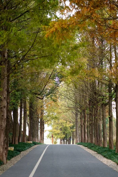 Eine Vertikale Aufnahme Einer Schmalen Ländlichen Reihe Neben Herbstbäumen Tag — Stockfoto