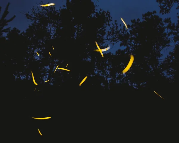 Silhouettes Trees Twilight Yellow Sparkles Caught Camera — Stock Photo, Image