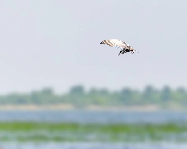 River Tern Flying Lake Search Food Blue Sky — Stock Photo, Image