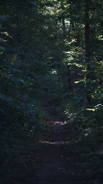 鬱蒼とした木々の森 — ストック写真