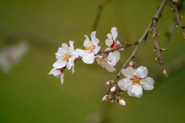 枝に桜の花を咲かせるクローズアップ — ストック写真