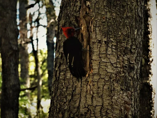 Pájaro Carpintero Magallanes Asomándose Por Agujero Árbol — Foto de Stock