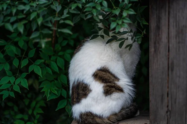 葉に覆われた茂みの近くに座っている白い猫 — ストック写真
