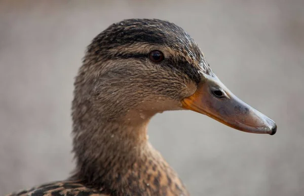 Ein Schönes Porträt Einer Ente — Stockfoto
