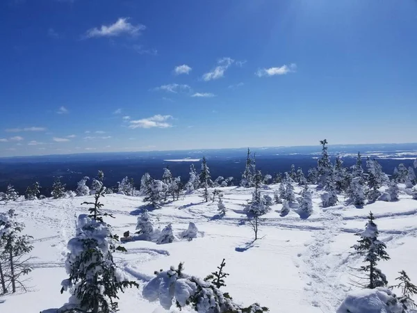 Ένα Όμορφο Τοπίο Από Χιονισμένα Δέντρα Ένα Δάσος Κάτω Από — Φωτογραφία Αρχείου