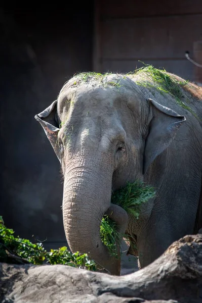 Вертикальный Снимок Грязного Серого Слона Поедающего Зеленую Траву Зоопарке — стоковое фото