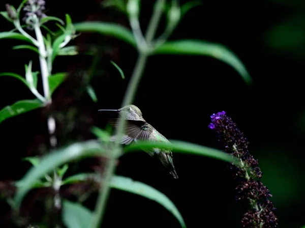 Selektivní Zaměření Rubín Hrdelní Kolibřík Archilochus Colubris Létající Rostlinami Květy — Stock fotografie