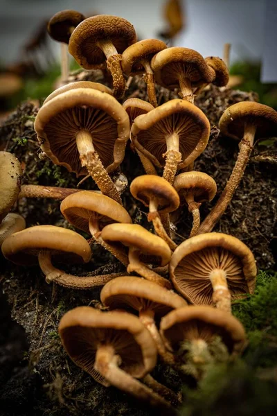Tiro Vertical Cogumelos Crescendo Uma Árvore Decomposta — Fotografia de Stock