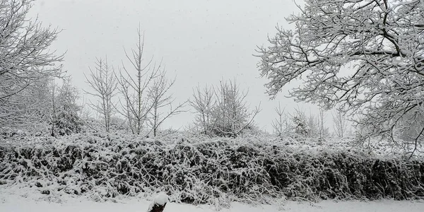Ein Panoramablick Auf Einen Weißen Verschneiten Wald — Stockfoto