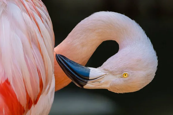 Närbild Böjd Chilensk Flamingo Los Angeles Zoo Kalifornien — Stockfoto