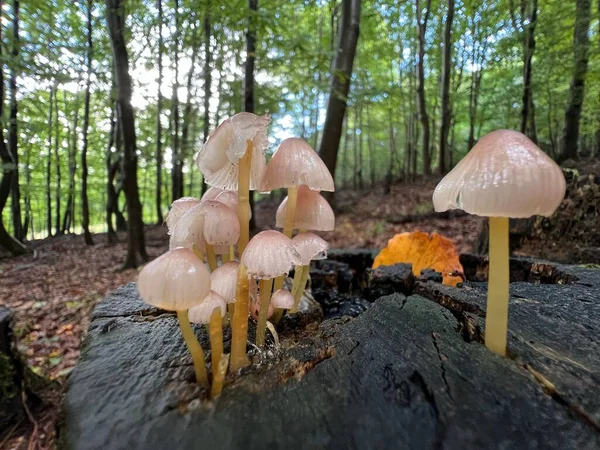 在绿林的树桩上生长的一种树冠蘑菇的特写镜头 — 图库照片
