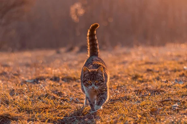 フィールドを歩く明るい黄色の目を持つかわいいふわふわの猫の選択的な焦点 — ストック写真