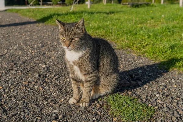 Szary Pasiasty Kot Siedzi Skalistej Ziemi — Zdjęcie stockowe