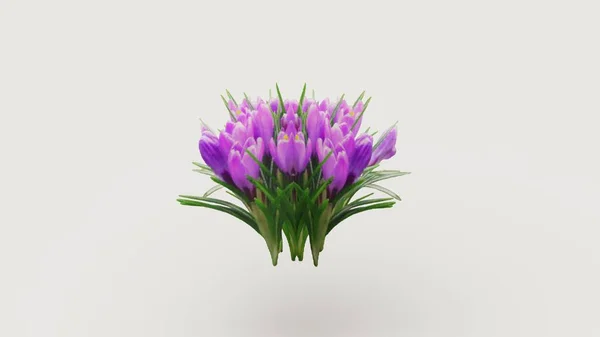 Egy Közeli Felvétel Lila Tulipánokról Fehér Háttéren — Stock Fotó
