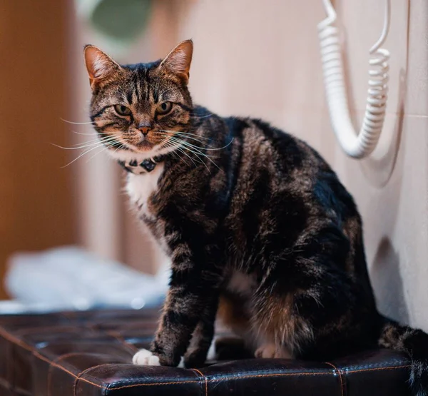 Vacker Utsikt Över Grönögd Tabby Katt — Stockfoto