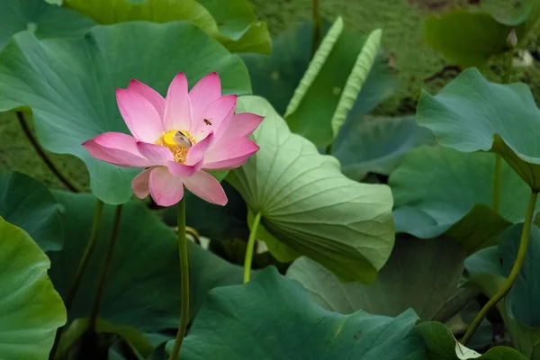 Розовые Цветы Лотоса Цветущие Озере Окруженном Листьями — стоковое фото