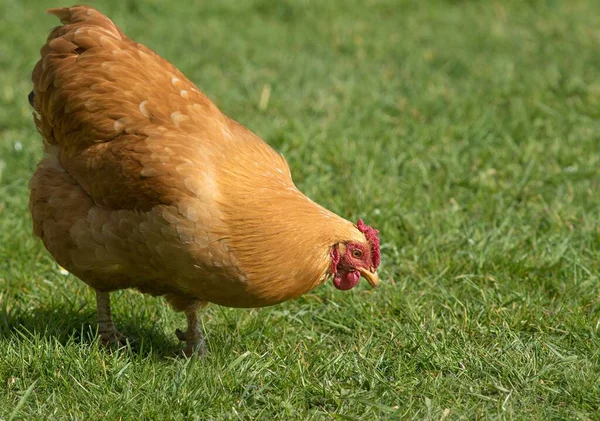 Zbliżenie Ujęcia Kurczaka Łące — Zdjęcie stockowe