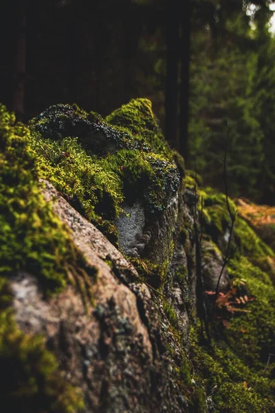 Вертикальний Знімок Мохоподібної Поверхні Каменю Зеленим Лісом Розмитому Фоні — стокове фото