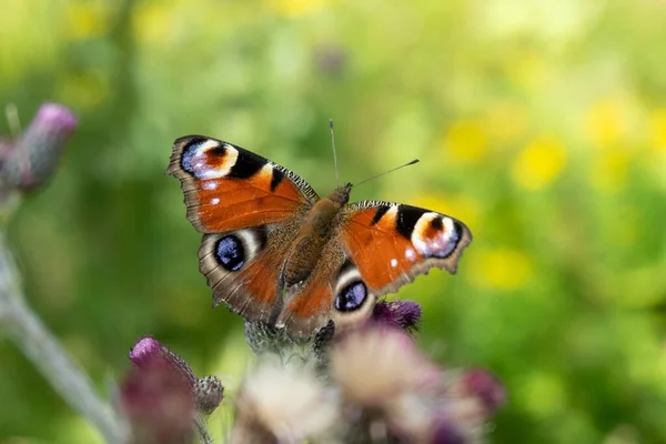 Макроснимок Бабочки Павлина Коричневыми Крыльями Узорами Похожими Глаза — стоковое фото