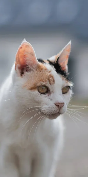 Кіт Коричневими Очима Дивиться Бік — стокове фото