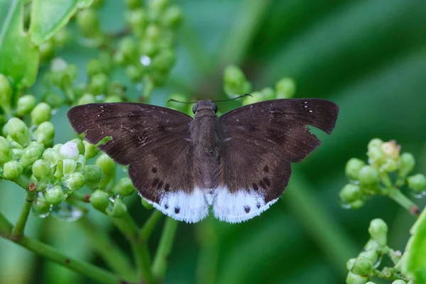 Eine Schöne Nahaufnahme Des Tagiades Gana Schmetterlings Auf Grünem Blatt — Stockfoto