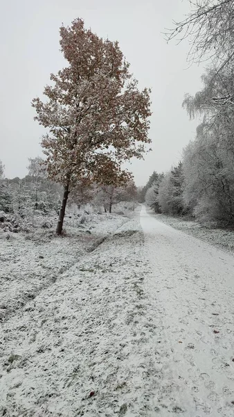 Ένα Χιονισμένο Δέντρο Παγωμένο Πάρκο Χειμώνα Κάθετη Βολή — Φωτογραφία Αρχείου