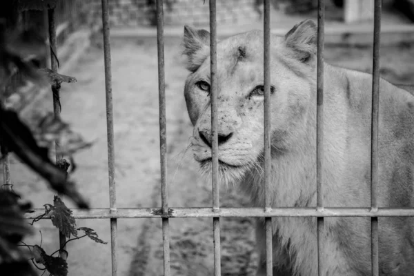 Серый Снимок Льва Клетке Зоопарке — стоковое фото