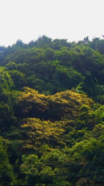 Piękny Krajobraz Gęstego Zielonego Lasu — Zdjęcie stockowe